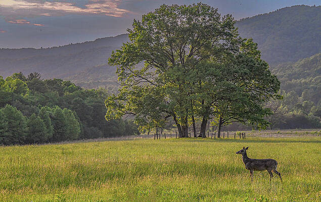 Wall Art featuring the photograph Ending Of Another Great Day In The Cove by Marcy Wielfaert