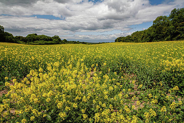 Vast Yellow Flower Field Wall Art