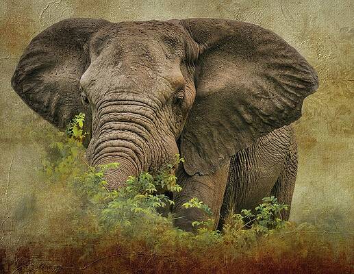 Wall Art featuring the photograph Enduring Spirit Of A Bull Elephant by Rebecca Herranen