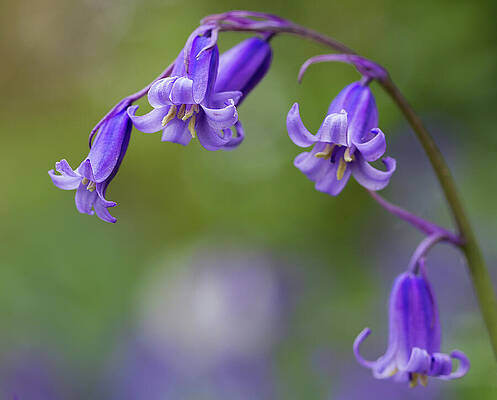 Delicate Wall Art featuring the photograph English Bluebell Arch by Shirley Mitchell
