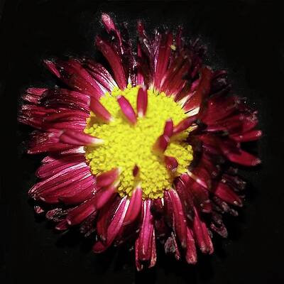 Red Photograph - English Daisy Dying by Joy Garso