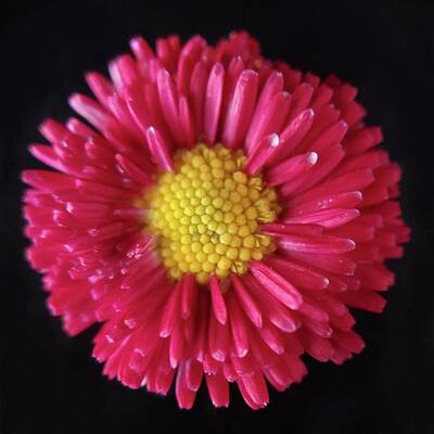Red Photograph - English Daisy by Joy Garso