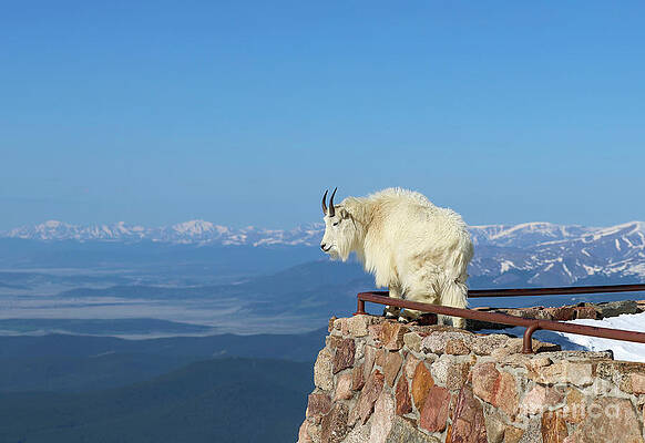 Colorado Wall Art featuring the photograph Enjoying The View by Shirley Dutchkowski