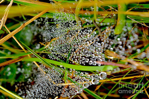 Reflection Photograph - Ephemeral Dewdrops On Cobwebs by Debra Banks