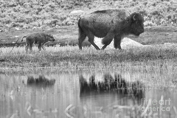 Wilderness Wall Art featuring the photograph Ephemeral Spring Reflections Black And White by Adam Jewell