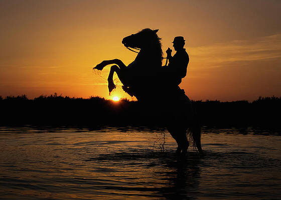 Dramatic Wall Art featuring the photograph Equestrian Splendour At Sunset by Charnwood Photography Fine Art
