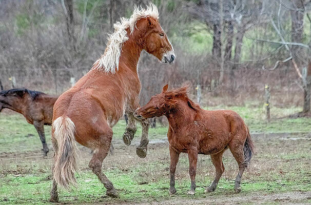 Wall Art featuring the photograph Equine Scuffle, Cades Cove Horse Series by Marcy Wielfaert