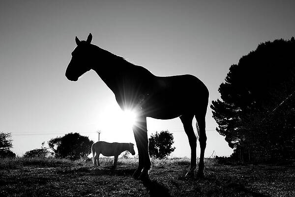 Portland Photograph - Equine Sunrise by Mia Badenhorst