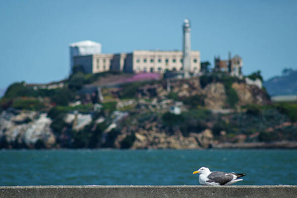 Water Photograph - Escape To Alcatraz by David Fountain