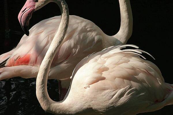 Natural Florida Photograph - Essence Of Flamingos by Decoris Art