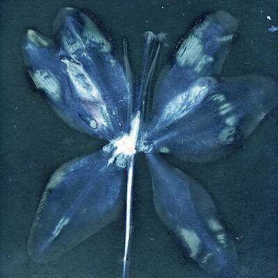 Ethereal Blue Butterfly Photograph