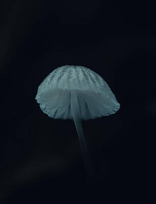 Raw Photograph - Ethereal Bonnet by Scott Lyons
