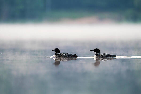 Large Photograph - Ethereal Embrance Loons In The Mist by James Overesch