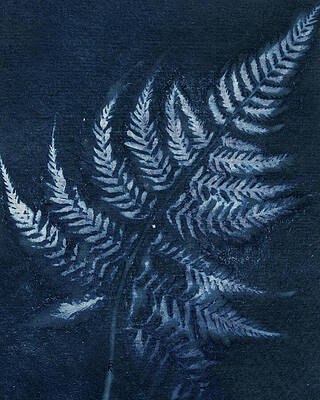 Ethereal Fern Silhouette Photograph