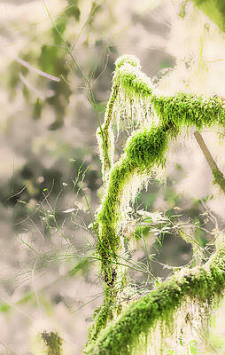 Beautiful Wall Art featuring the photograph Ethereal by Shannon Williams