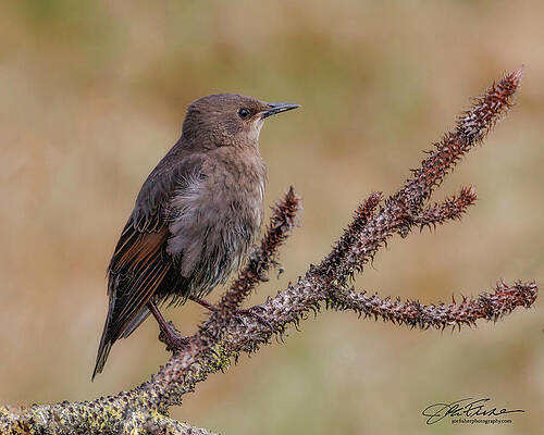 Branch Wall Art featuring the photograph European Starling Juvenile by Joe Fisher