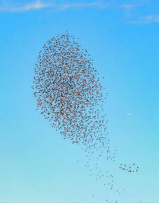 Sky Photograph - European Starling Murmuration by Joe Fisher