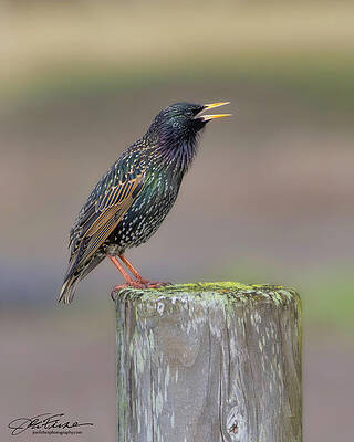 Starling Perched on Wooden Post Photograph
