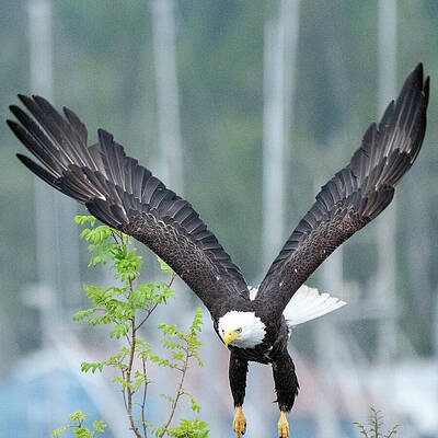 Wall Art featuring the photograph Everest - Take Off 3 by Harry Banks