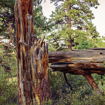 Tree Photograph - Even In Brokenness, There Is Beauty. by Robert Niemeier