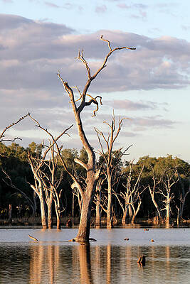 Wall Art featuring the photograph Evening At Gum Swamp 2 by Nicholas Blackwell