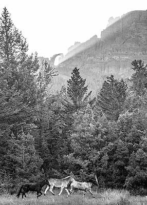 Nature Wall Art featuring the photograph Evening Glory by Alden White Ballard