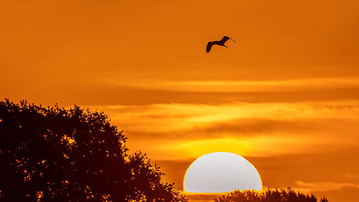 Bird Soaring at Sunset Photograph