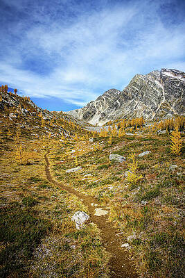 Tree Photograph - Ever Upwards by Ursula Abresch