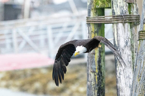 Wall Art featuring the photograph Everest - Clearing Piers by Harry Banks