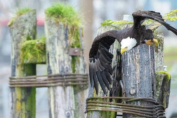 Wall Art featuring the photograph Everest - Dive by Harry Banks