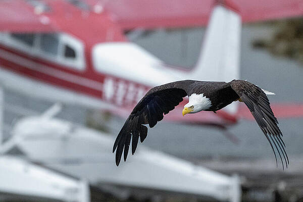 Wall Art featuring the photograph Everest - Floats by Harry Banks