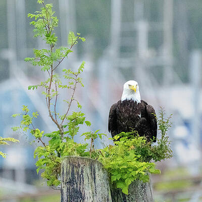 Wall Art featuring the photograph Everest - Handsome by Harry Banks