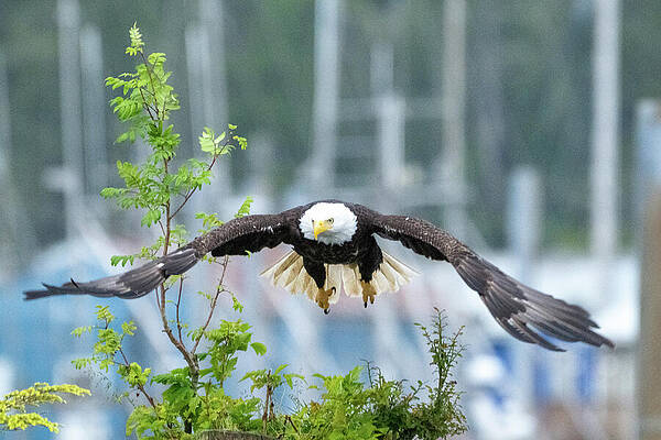 Wall Art featuring the photograph Everest - Take Off 1 by Harry Banks