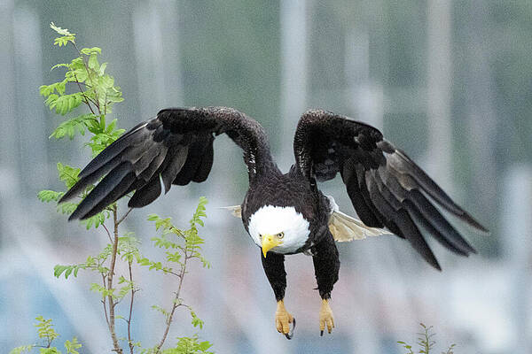 Wall Art featuring the photograph Everest - Take Off 2 by Harry Banks