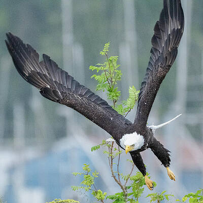 Wall Art featuring the photograph Everest - Take Off 5 by Harry Banks