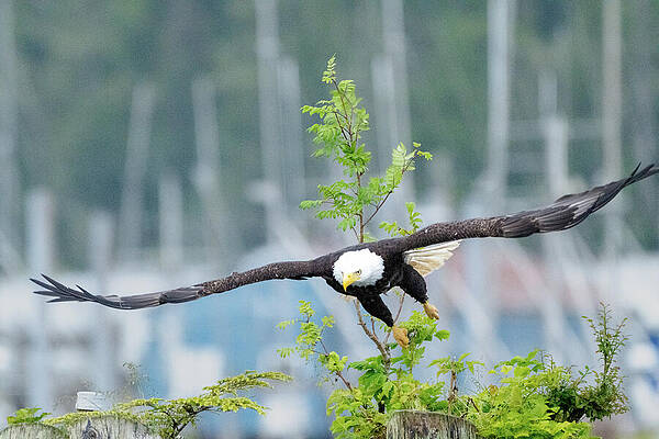 Wall Art featuring the photograph Everest - Take Off 6 by Harry Banks