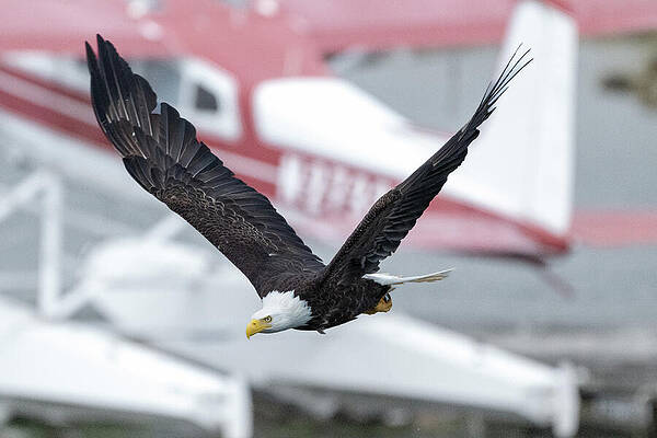 Wall Art featuring the photograph Everest - Two Flyers by Harry Banks