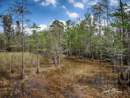 Wall Art featuring the photograph Everglades 1 by David McKinney