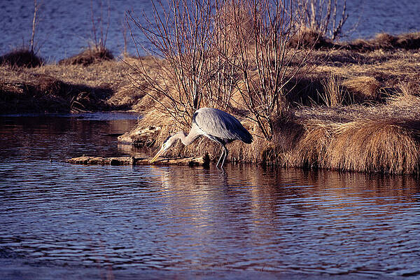 Beautiful Photograph - Evergreen, Colorado - Blue Heron by Robert Niemeier