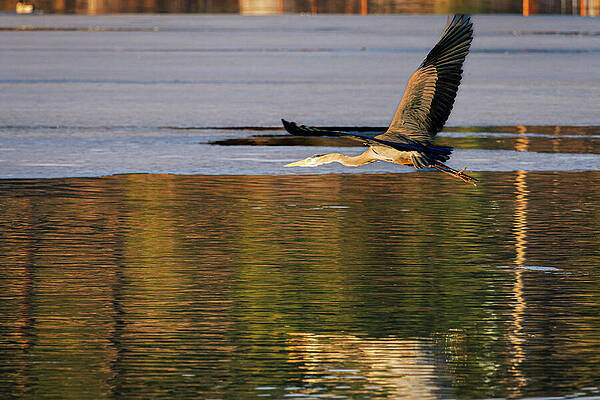 Wildlife Photograph - Evergreen, Colorado - Great Blue Heron by Robert Niemeier