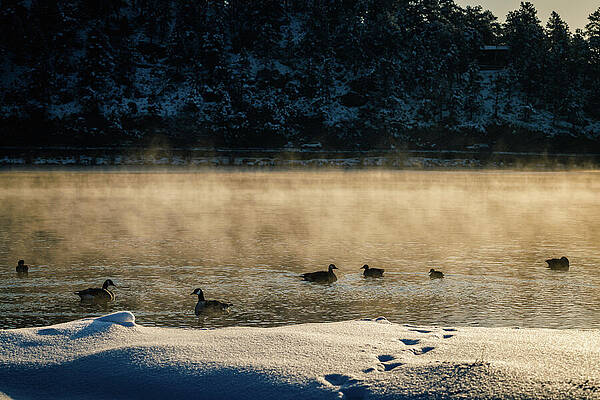Tree Wall Art featuring the photograph Evergreen Lake, Colorado - Lake Mist by Robert Niemeier