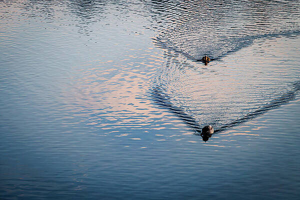 Tree Wall Art featuring the photograph Evergreen Lake, Colorado - Spring by Robert Niemeier