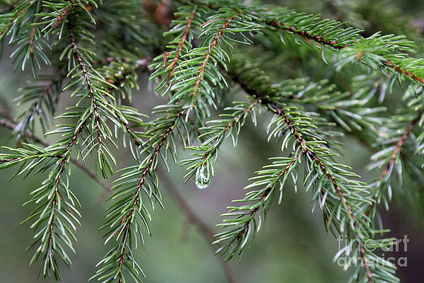 Wall Art featuring the photograph Evergreen - Pine Needles by Rehna George