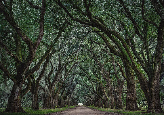 Evergreen Tree Tunnel with Moss, Louisiana by Abbie Warnock