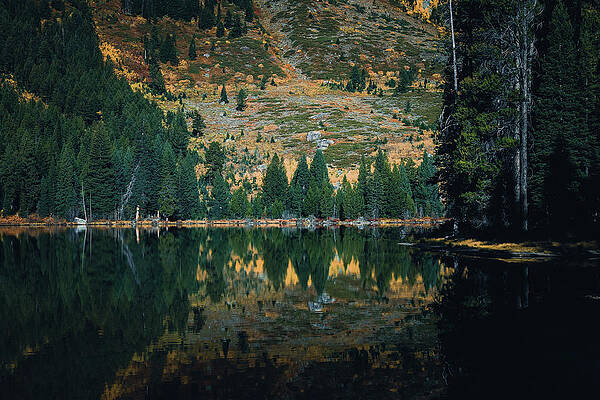 Wall Art featuring the photograph Evergreens Reflection In Autumn by Dan Sproul