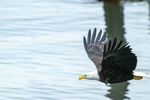 Wall Art featuring the photograph Everset - Low Pass by Harry Banks
