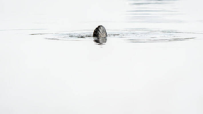 Lone Duck Submerging in Water Photograph