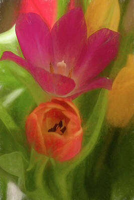 Delicate Wall Art featuring the photograph Every Tulip Has Its Charm by Dodie Ross