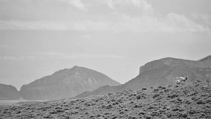 Wildlife Photograph - Ewes by Alden White Ballard