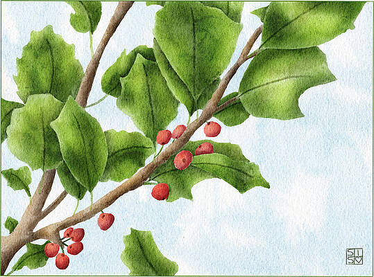 Serene Digital Art - Holly Branch Art Print Hand-Drawn December Birth Flower And Christmas Botanical Illustration by Snow Iris Studio